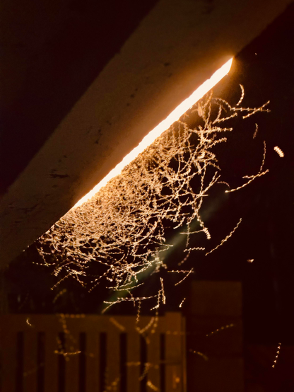 Photo d’un Nuage de petits insectes volant à côté d’une lumière d’extérieur 

Photo of a cloud of small insects flying next to an outdoor light