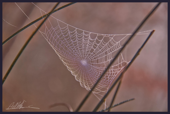a glistening spider's web strung between a group of thin diagonal broom leaves against a brown orange background