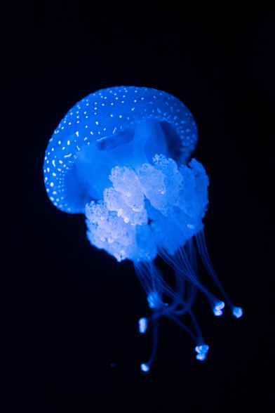 A blue jellyfish in water, with a black background.