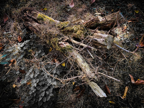 Sombre photograph with muted colours of a tree stump lying ont he ground.