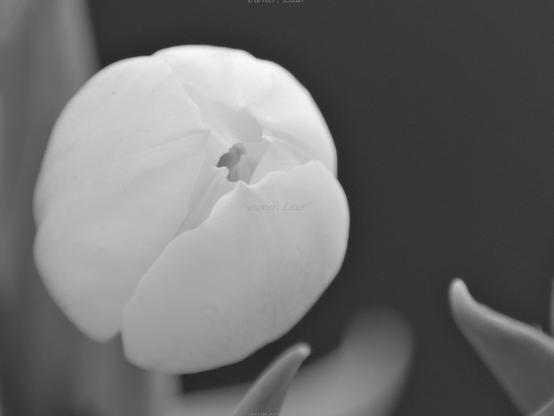 Flower, closeup, black and white, photo