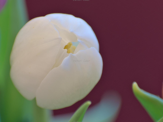 Flower, closeup, color, photo