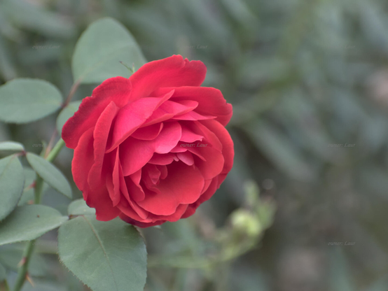 Rose, closeup, color, photo