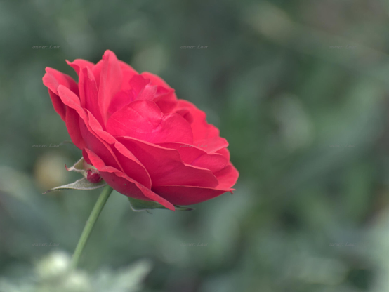 Rose, closeup, color, photo