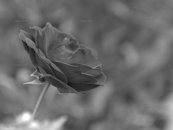 Rose, closeup, black and white, photo