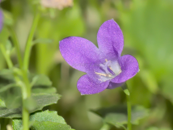 Flower, closeup, color, photo