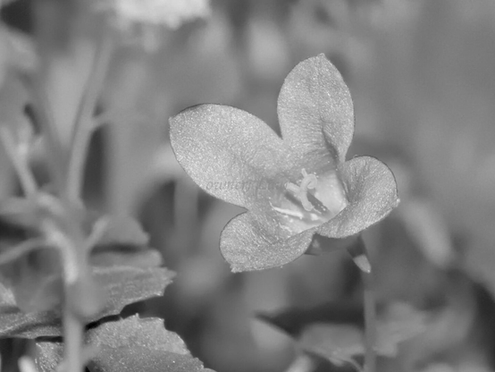 Flower, closeup, black and white, photo