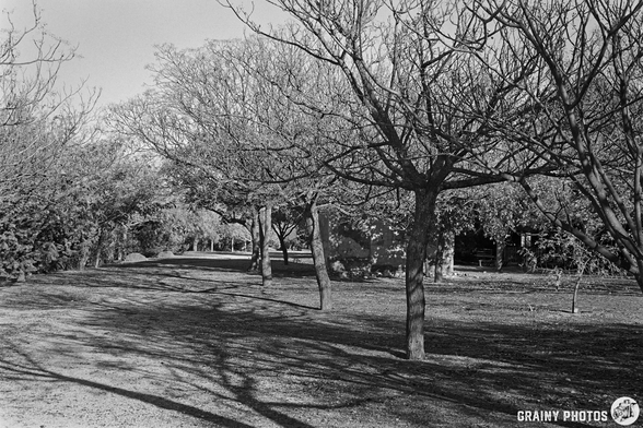 A black and white image featuring a serene path winding through a tree-lined area. The trees are bare, casting intricate shadows on the ground, creating a peaceful and tranquil atmosphere.