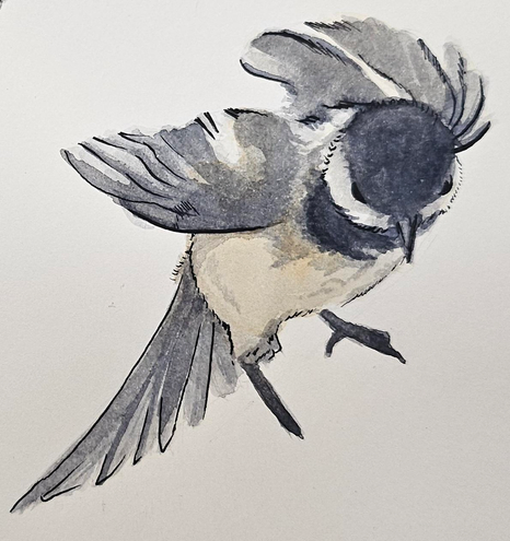 Watercolor painting of a chickadee; there is no background, just white paper