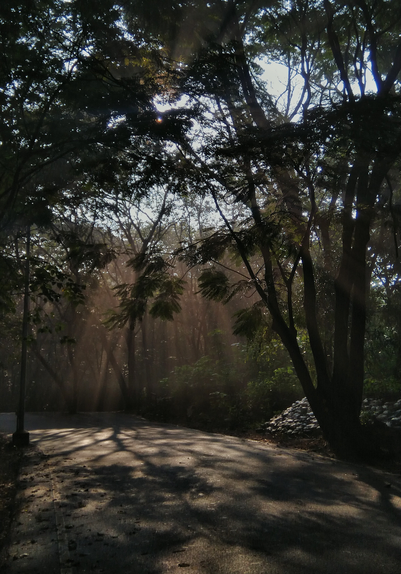 A serene pathway winds through dense woods, with sunlight filtering through tree branches. Shadows and light rays create a tranquil, mystical ambiance.