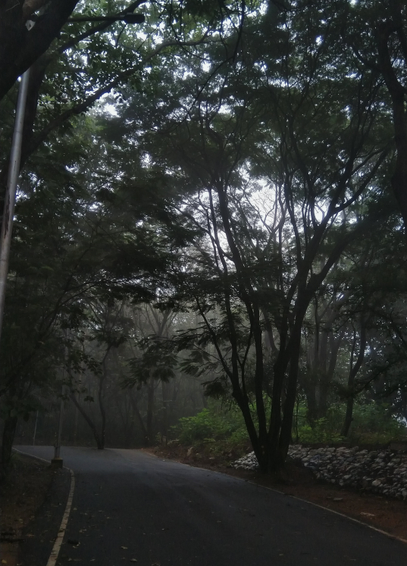 A serene pathway winds through dense woods, with tree branches. Shadows and light rays create a tranquil, mystical ambiance.