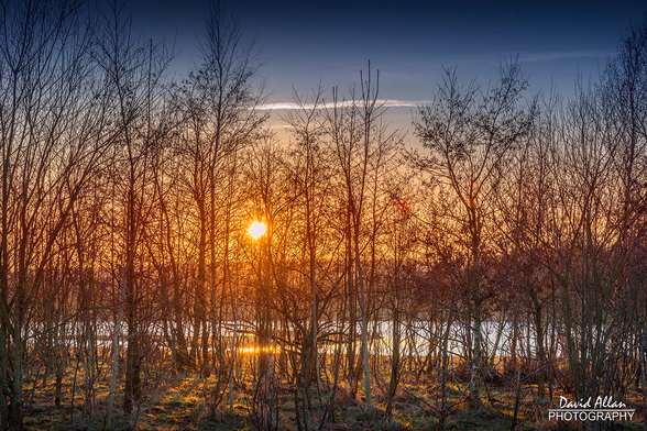 A December sunset with the sun a deep gold, shining through the bare branches of tree and across a small lake.