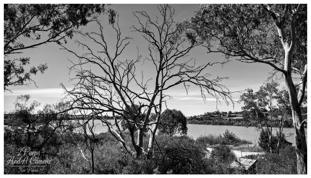 A striking black and white landscape photograph framed by the dark, leafy branches of trees on the edges

 The central focus is a large, silhouetted bare tree with numerous twisting branches, standing prominently against the sky.

In the background, the wide River Murray is visible, with the opposite bank showing distant houses and low lying scrub. Photo by Kev Peirce.