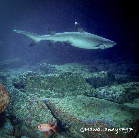A whitetip reef shark swimming over a patch of rocky ocean reef. The shark is gray, streamlined and has a dorsal fin and tail tipped in white.