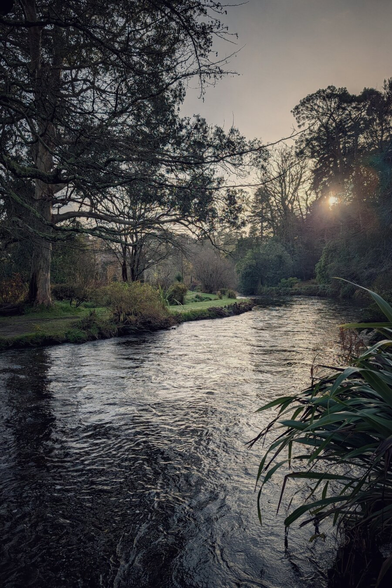 A vertical photograph of a wide river flowing gently towards the viewer through a wooded parkland. The sun is low in the sky, bursting through the silhouette of tall trees on the right to create a bright starburst lens flare. The light reflects off the rippling water, turning it a silvery-grey. Large, mature trees with dark branches frame the left bank, while long, pointed leaves of a flax plant appear in the bottom right corner. The scene is tranquil and atmospheric.