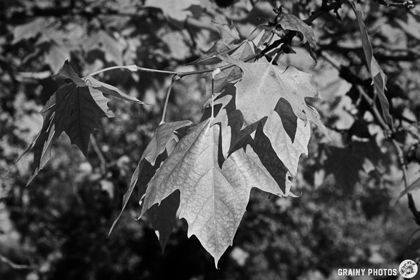 A close-up of dark, textured leaves on a branch, with distinct shapes and shadows, set against a blurred background, captured in black and white.