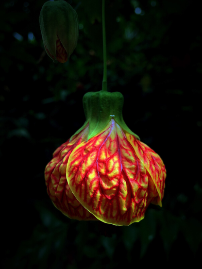 The image depicts a brightly colored, hanging flower against a dark background. The main flower is bell-shaped with vibrant red and yellow petals, displaying a striking pattern of red veining across the petals. Above the main flower, a smaller, unopened bud hangs, featuring a more muted green hue. The dark background contrasts sharply with the vivid colors of the flower.