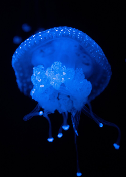 A blue jellyfish in water, with a black background.