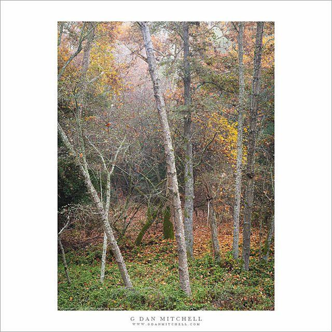 Autumn forest and fog