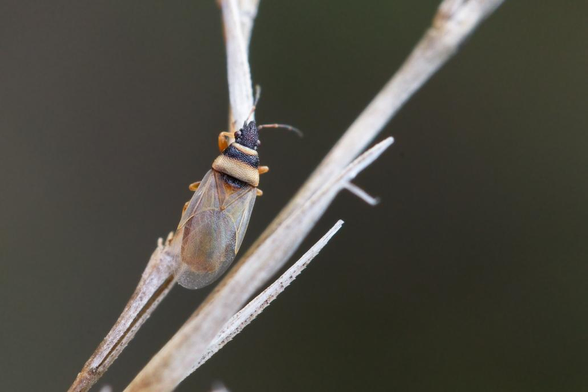 Petite punaise de 3 mm, de couleur beige, aux ailes transparentes, posée sur une brindille de même couleur sur un fond sombre. De forme allongée, le bord postérieur des ses hémiélytres à l'allure d'un demi-cercle.