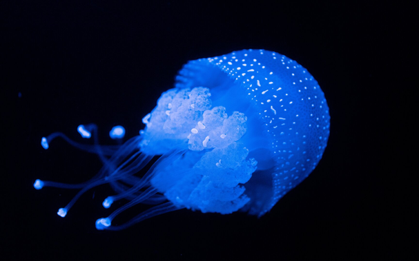 A blue jellyfish in water, with a black background.