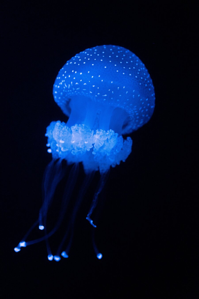 A blue jellyfish in water, with a black background.