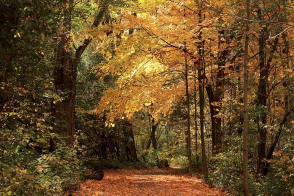 This is a landscape format photo of an autumn scene taking along a flat section of an accessible hiking trail which passes through an urban forest. The trail is about eight feet wide at this point and has deciduous tress on both sides. The tree branches from both sides of the trail form an arch overhead, with the leaves being a vibrant yellow-gold colour. The trail's surface is covered with leaves that have already fallen. This photo definitely has an autumn vibe to it.