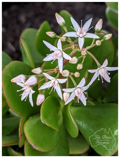 A close up photograph of the white and pale pink star shaped flowers of a Jade plant (Crassula ovata). A cluster of small, delicate flowers and buds extends above the thick, fleshy, dark green succulent leaves, which are edged in red. The background is dark and blurry, highlighting the details of the plant.