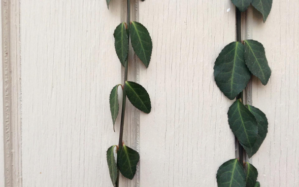 Closeup of two dark green vines growing on a cream-colored painted wooden shed.