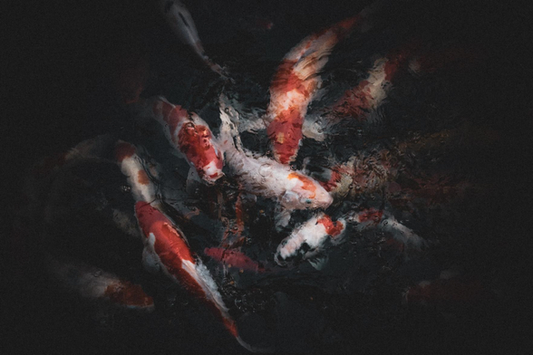 An artistic rendition of a koi in a pond.