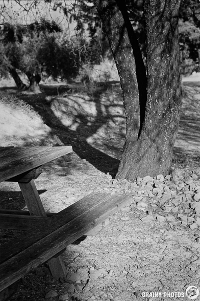 A black and white image of a wooden picnic table beside a tree, with textured bark and scattered leaves. The tree casts intricate shadows on the ground, creating a serene, natural ambiance.
