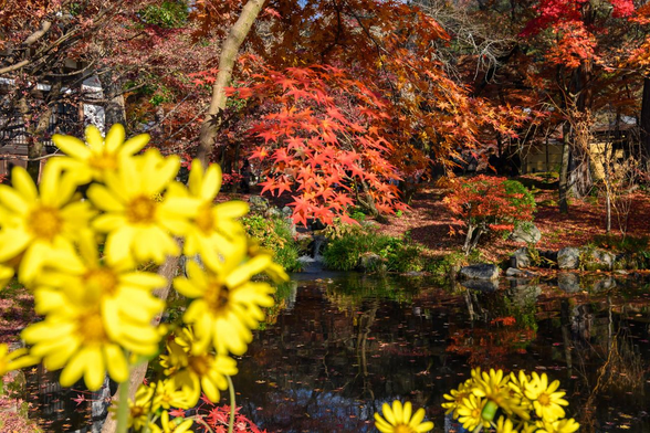 池の手前で咲いているツワブキと池の向こう岸に見えるイロハモミジの紅葉。/ 2025.12.07 永観堂から