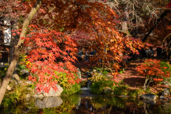 池の向こう岸に見えるイロハモミジの紅葉。池を縁を加工石には緑の苔が生えていて色合いが映える。/ 2025.12.07 永観堂から