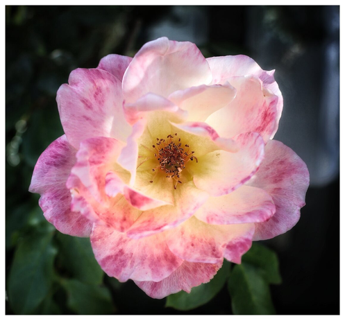 This image features a close-up of a beautifully bloomed rose. The flower showcases delicate petals with a soft blend of pale pink and creamy yellow hues, accented by subtle streaks of deeper pink. The centre of the rose is a warm golden-yellow, surrounded by a ring of darker stamens. The petals are slightly ruffled, giving the flower a lush and full appearance. The background is softly blurred, allowing the rose to stand out prominently in the image.