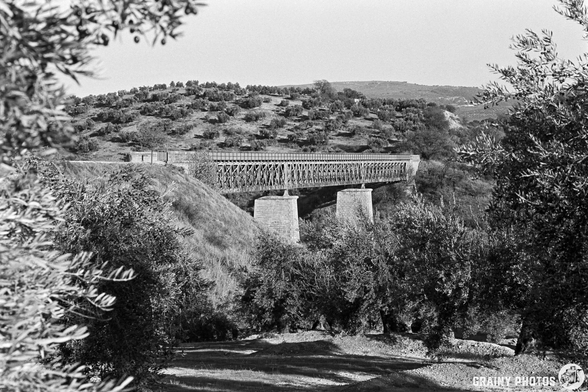 A black and white photograph of a rustic Víaducto Sobre El Arroyo del Higueral spanning a valley, surrounded by olive trees. The hills in the background are dotted with more trees, capturing a serene, natural landscape. The path in the foreground adds depth to the scene.