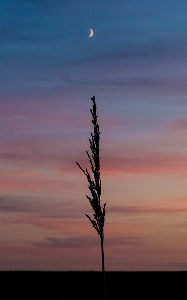 Grassamenstand als Silhouette gegen Abendhimmel in rosa bis blau Schattierung. Im blauen über dem Halm eine kleine Mondsichel.