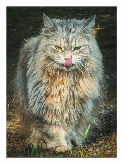 This photo is of Maia, a fluffy, long-haired cat with a grey and cream coloring. She's sitting on the ground which covered with grass and dry leaves. She is sticking her tongue out, giving it a playful or perhaps hungry look. She has heterochromia and her eyes are a striking green and yellow/gold.
