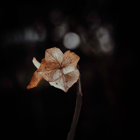 Eine kleine verwelkte Hortensienblüte vor dunklem Hintergrund.