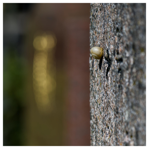 En fyrkantig bild på en snäcka som sitter på sidan av en gravsten. I bakgrunden är allt ur fokus.