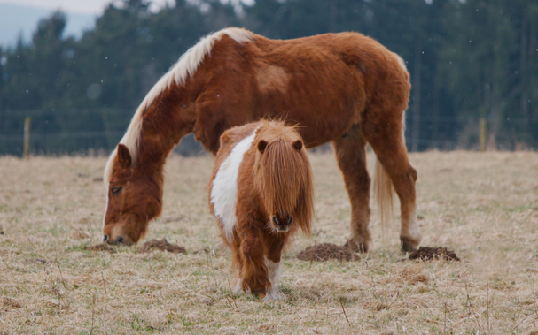 A small orange and white pony with a very long fringe haircut is walking towards the camera. Behind it is a larger horse in the same orange and white colors. Both are on a meadow with beige-colored grass remnants.