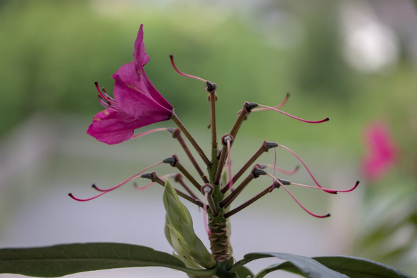 A single pink rhododendron flower on a branch that lost all the other flowers