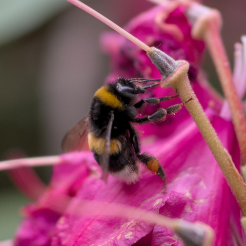 A bumblebee is sitting on top of a rhododendron flower, holding onto a tiny twig