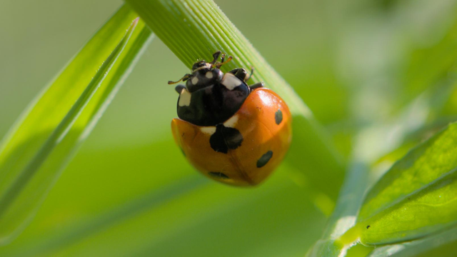 A red-orange ladybug facing the camera, shot heads-up on a blade of grass