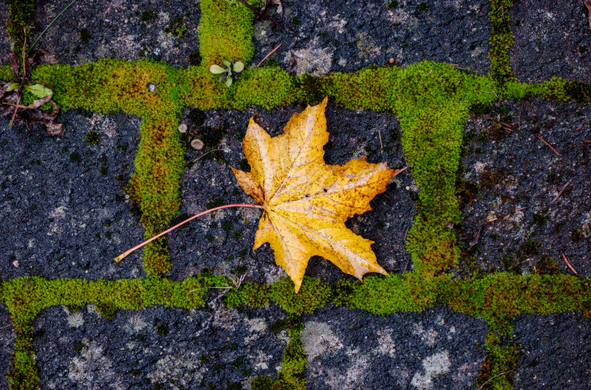 A single yellow acorn leave on a floor of dark grey cement tiles with green moss in between