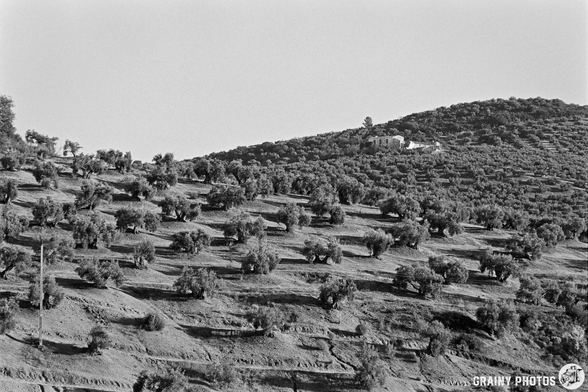 A black and white landscape featuring rolling hills adorned with rows of olive trees, creating a patterned effect across the terrain, with a small white house visible atop the hill in the background.