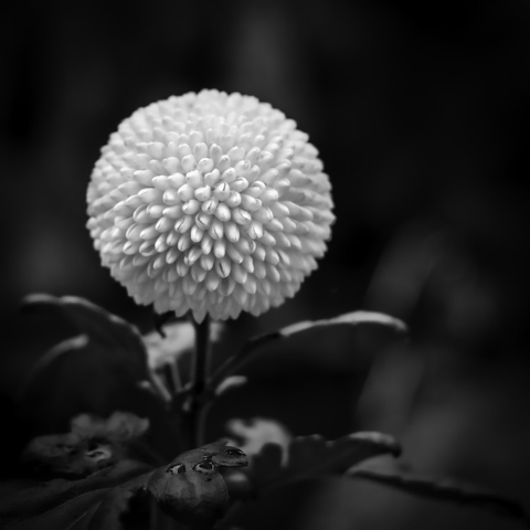 Eine weiße kugelförmige Blüte. Das Foto ist in Schwarzweiß.