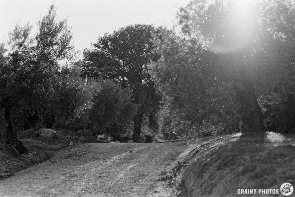 A winding gravel road lined with olive trees, bathed in soft sunlight, creates a serene countryside scene. The landscape is rich with texture and shadow, evoking a peaceful atmosphere in nature.