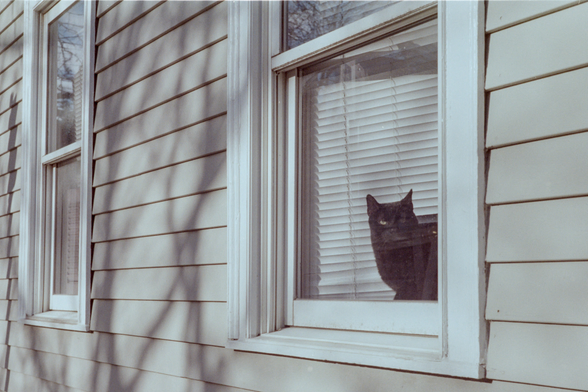 A very monotonic color image of a winter day's dim sun lighting the beige siding of a house with a couple windows with horizontal blinds. In the closer window a black cat has wedged itself between the blinds and the glass pane sunning while looking straight at the camera.
 Shot with a   and  lens, on , and developed with  by Shom Bandopadhaya. Licensed under Creative Commons Attribution-NonCommercial-ShareAlike (CC BY-NC-SA).