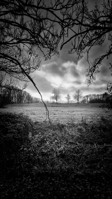 Schwarzweißfotografie. Der Blick wandert über ein Feld zu einer kleinen Gruppe kahler Bäume. Im Vordergrund ragen die kahlen Äste nahestehender Bäume von oben in das Bild. Der Himmel ist bewölkt und erscheint in einem fahlen Licht. 

Black-and-white photography. The gaze wanders across a field to a small group of bare trees. In the foreground, the bare branches of nearby trees protrude into the picture from above. The sky is cloudy and appears in a pale light. 