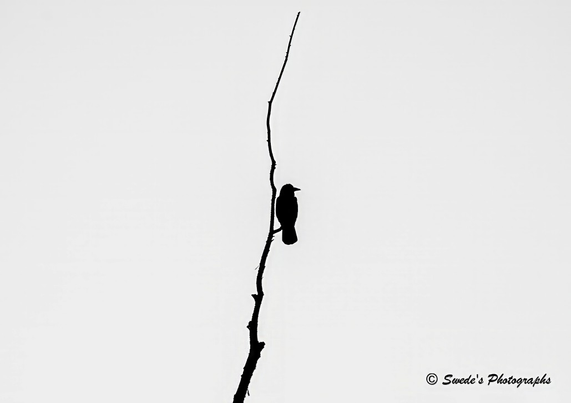 "A stark silhouette dominates the frame: a solitary bird, poised like a crown of living shadow, perches on a slender, leafless branch that curves gently like a question mark against a blank white sky. The branch rises vertically, bare and unadorned, its delicate arc suggesting both fragility and quiet strength. The bird faces right, its posture regal yet unassuming—neither in flight nor repose, but suspended in a moment of sovereign stillness.

There is no background, no foliage, no distraction—only the high contrast of black against white, like ink on parchment. The bird’s form is crisp and clean, its head slightly bowed, as if in contemplation or watchful witness. The composition evokes solitude, dignity, and the quiet authority of presence. It is a portrait of minimalism and mythic restraint, where absence becomes ceremony and the perch becomes a throne.

In the bottom right corner, a watermark reads “© Swede’s Photographs,” a subtle signature that marks the image as both artifact and offering." - Microsoft Copilot